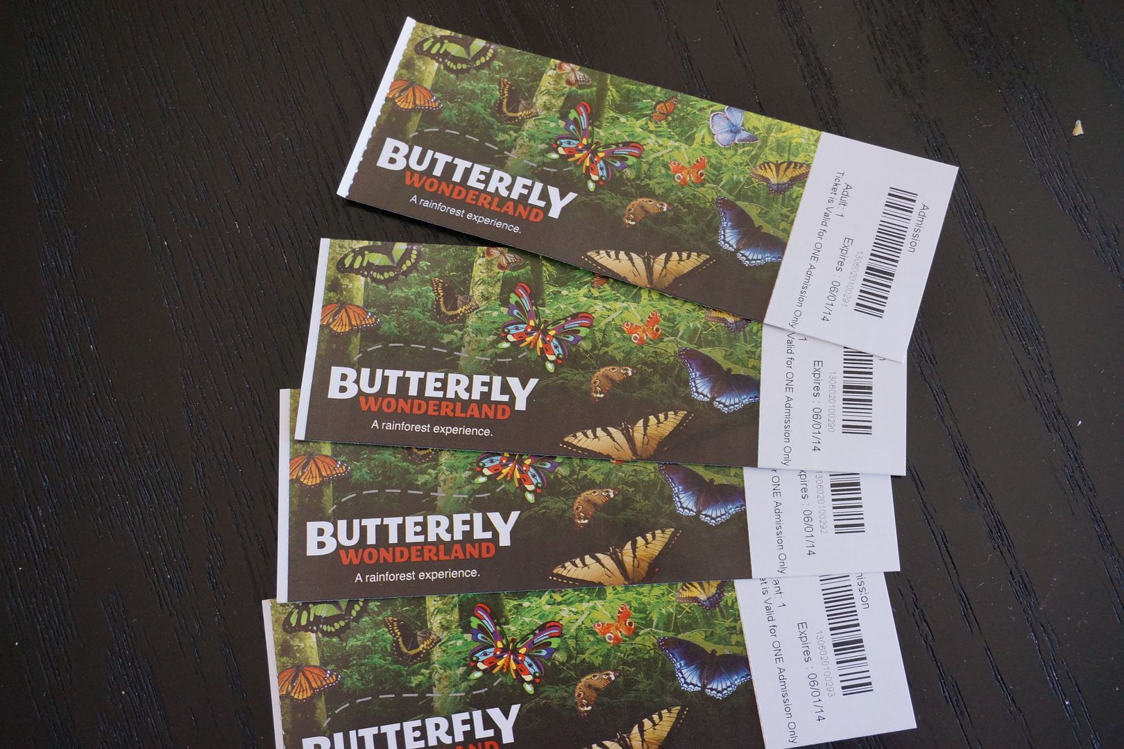 Anne's Odds and Ends Butterfly Wonderland (Scottsdale) Review